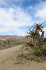 Travel routes in the Southern Mojave Desert section of Joshua Tree National Park are surrounded by native plant communities, including Desert Queen Mine Road.
