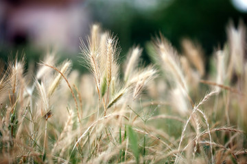 Obraz na płótnie Canvas Wild wheat field