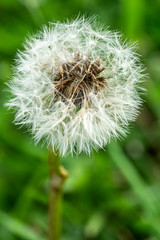 Dandelion clock close up macro with stem and grass