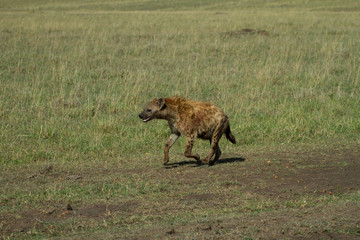 Hyena on the prowl
