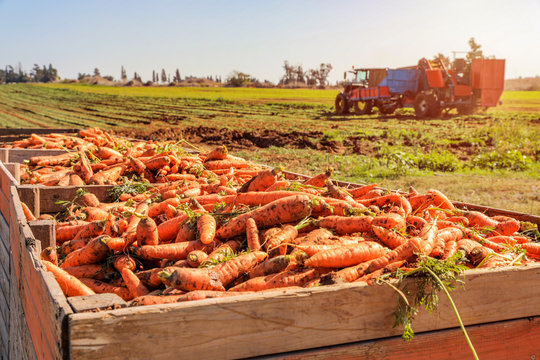 Fresh harvested carrots in a Pile at a field and tractor in the background.