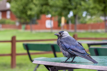 concept of an empty city, jackdaw on a cafe table, quarantine