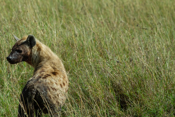 Hyena on the prowl