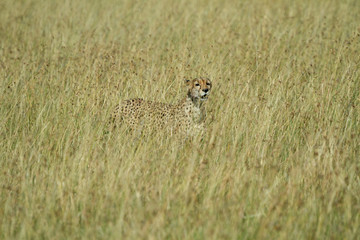 Cheetah hidding in tall grass
