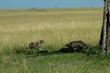 Cheetah emerging from tall grass