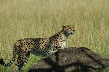 Cheetah emerging from tall grass
