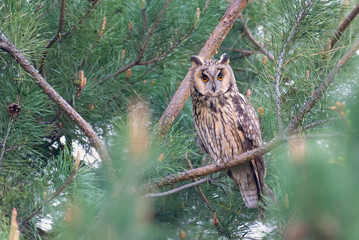 An adult owl sits on a branch in the spring season, Long-eared Owl