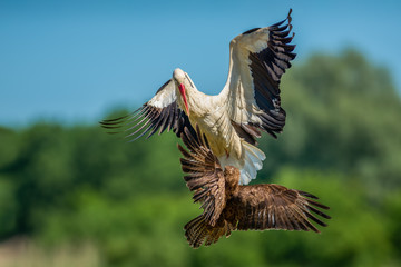 Fighting large birds in summer, White Stork