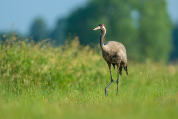 Summer walk through the meadow, Common Crane