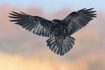 A black big bird lands on a meadow with wings spread, Common Raven