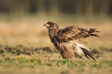 A young eagle rests on a meadow in the early morning, White-tailed Eagle