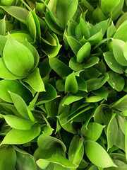 Fototapeta premium green leaves on background