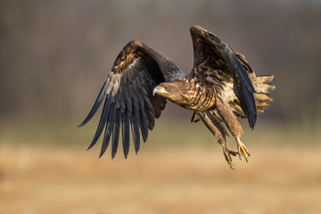 A large eagle flies at sunrise over the meadow, White-tailed Eagle