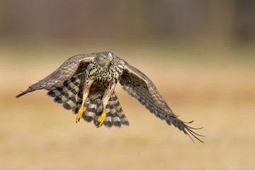 A predator hunts birds in the meadow, Northern Goshawk