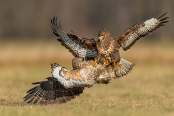 Predators fighting in the meadow, Common Buzzard