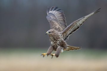 Flying raptor over the meadow, Common Buzzard