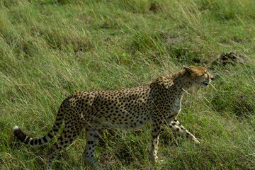 Cheetah in Kenya