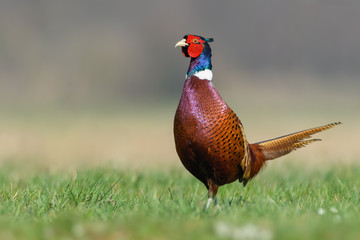Early morning walk in the meadow, Common Pheasant