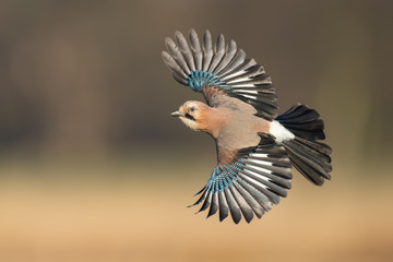 Flights over the meadow early in the morning, Eurasian Jay
