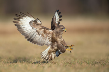 Flying raptor over the meadow at sunrise, Common Buzzard