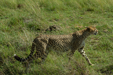 Cheetah in Kenya