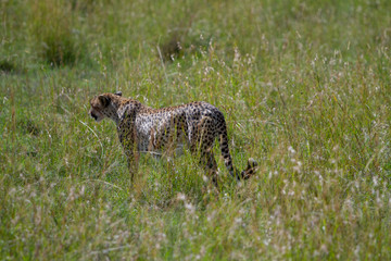Cheetah in Kenya
