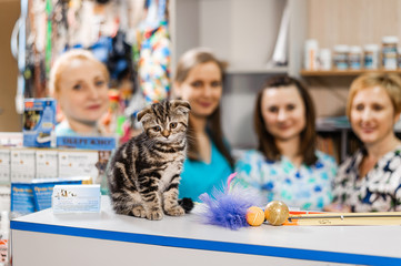 Treatment of a kitten in veterinary medicine. Prophylactic vaccination for a kitten