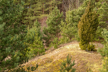 Dolina Górnej Narwi. Rzeka Narew. Wiosna na Podlasiu. Polska