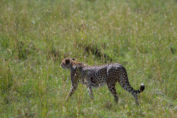 Cheetah with gash on its side