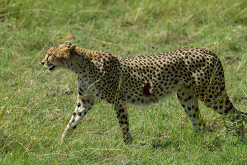 Cheetah with gash on its side