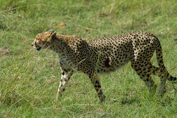 Cheetah with gash on its side