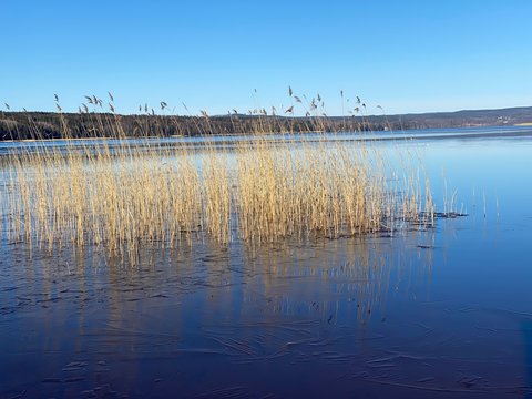 Ice lake with reed in spring