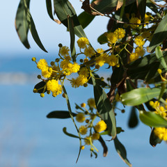 Mimosa flowers and leaves in front of blue sky and sea