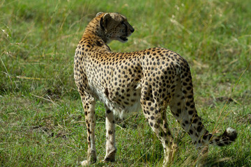 Cheetah with gash on its side