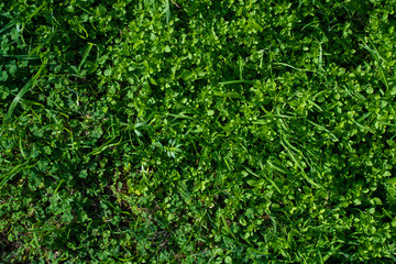 Clovers and grass green texture