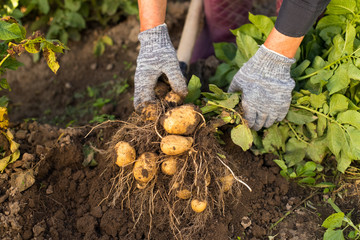 Hands With Potatoes From Ground Top View.