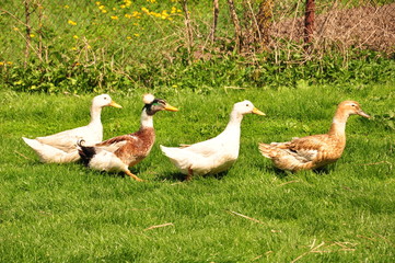 crested duck with common ducks on the grass