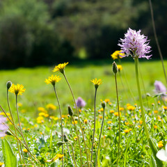 Yellow and purple wldflowers in meadow 