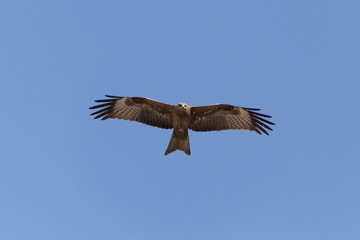 Obraz premium close up of black kite flying in a blue sky