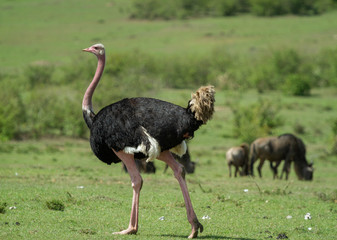 Ostrich on the open plains