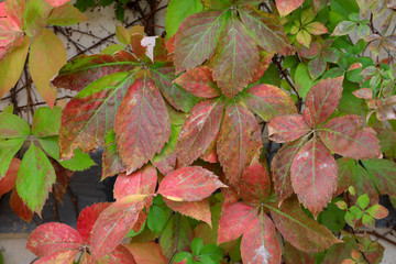 Obraz premium Autumn. Red and Green maple leaves.