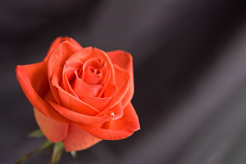 Beautiful red rose on grey background, close-up