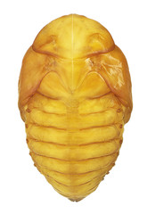 Pupa of flower beetle in the genus Protaetia, dorsal view  (Coleoptera, Scarabaeidae, Cetoniinae)