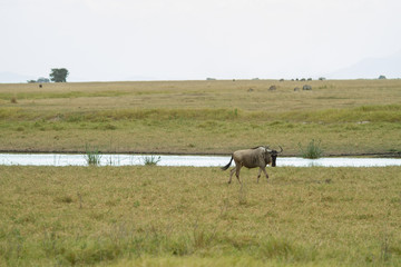 Wildebeest