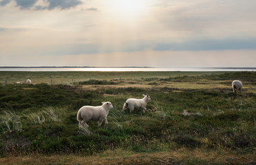 Lambs running and romping at sunrise on Sylt island