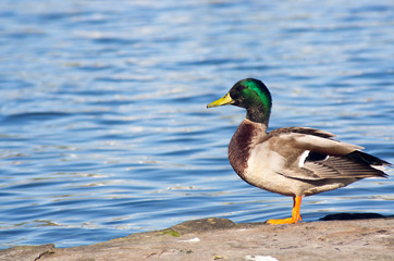 duck on water