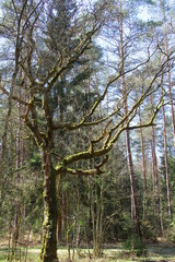bemooster baum