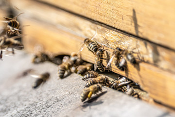 Close up of flying honey bees into beehive apiary Working bees collecting yellow pollen