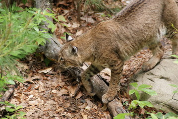 Caracal