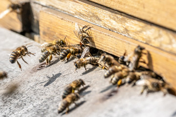 Close up of flying honey bees into beehive apiary Working bees collecting yellow pollen
